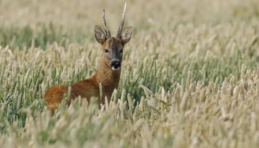 Ein Rehbock steht im Getreidefeld. Die Frage "wann bekommen rehe junge" beschäftigt viele Naturfreunde, die diese Tiere im Frühsommer erwarten.