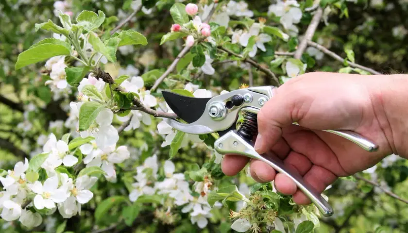 Hand hält eine Obstbaumschere, um einen Ast eines blühenden Apfelbaums zu beschneiden.