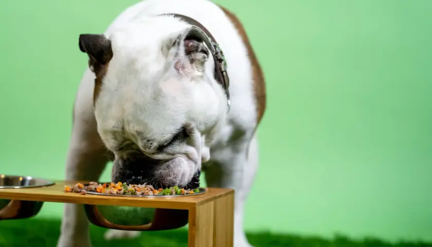 Buldog angielski je smaczny posiłek. Zastanawiasz się, ile powinien jeść pies 5 kg?