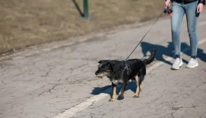 Gdzie na spacer z psem w Krakowie? 20+ idealnych miejsc!