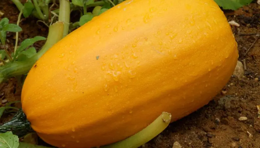 Courge spaghetti mûre, jaune vif, recouverte de gouttes de rosée, prête à être récoltée dans le potager.