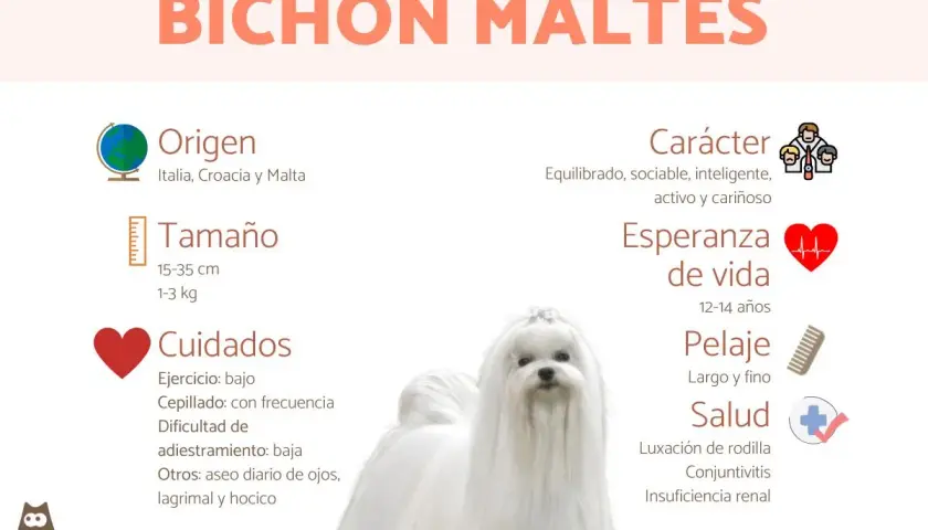 Un adorable bichón maltés, con su pelaje blanco y sedoso, es el protagonista de esta infografía que detalla su origen, tamaño, cuidados, carácter y salud.