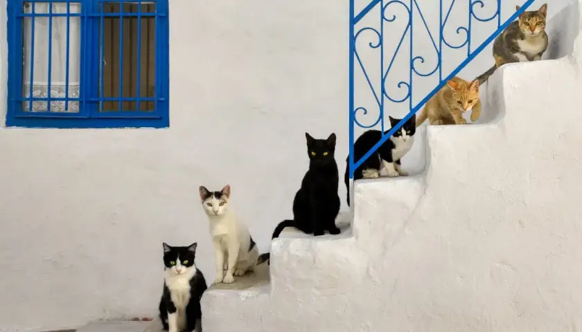 Seis gatos de diferentes colores posan en escalones blancos. ¿Hasta qué edad crecen los gatos?