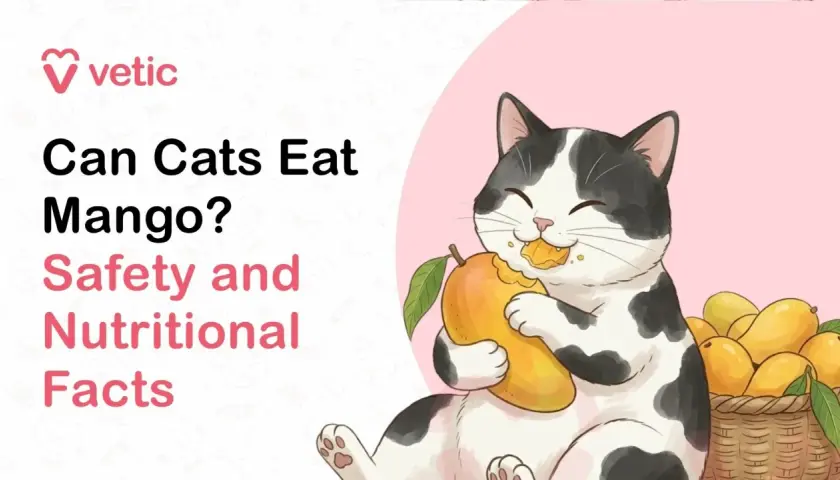 A happy cat enjoys a juicy mango, prompting the question: can cats have mango? Learn about safety and nutrition.