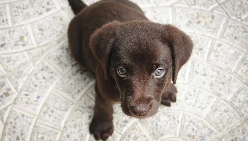 Uroczy, brązowy szczeniak labradora patrzy w obiektyw. Czy wiesz, że psy potrafią rozpoznawać ludzkie emocje? Oto ciekawostki o psach!
