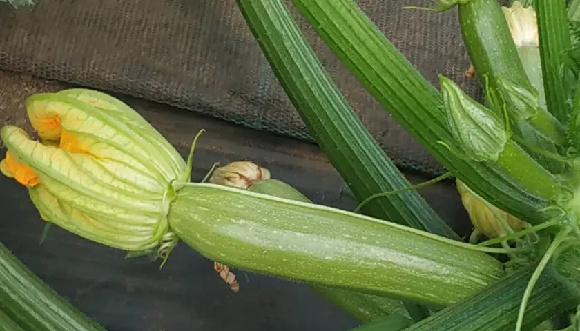 Un fiore giallo di zucchina si apre su un frutto verde, mostrando la varietà di tipi di zucchine in crescita.