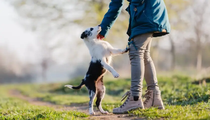 Ein kleiner Hund springt voller Freude auf mich zu, seine Pfoten berühren meine Hand.