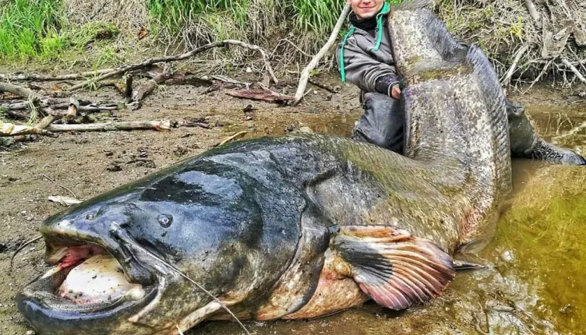 Wędkarz z ogromnym sumem. Zastanawiasz się, ile lat żyją sumy? Ten okaz z pewnością jest imponujący!