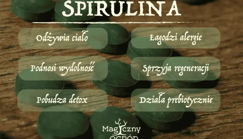 Spirulina co to? Odżywia ciało, łagodzi alergie, podnosi wydolność, sprzyja regeneracji, pobudza detox i działa prebiotycznie.