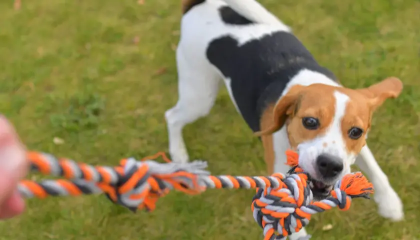 Ein Hund aus Beibringen zieht energisch an einem Tau.