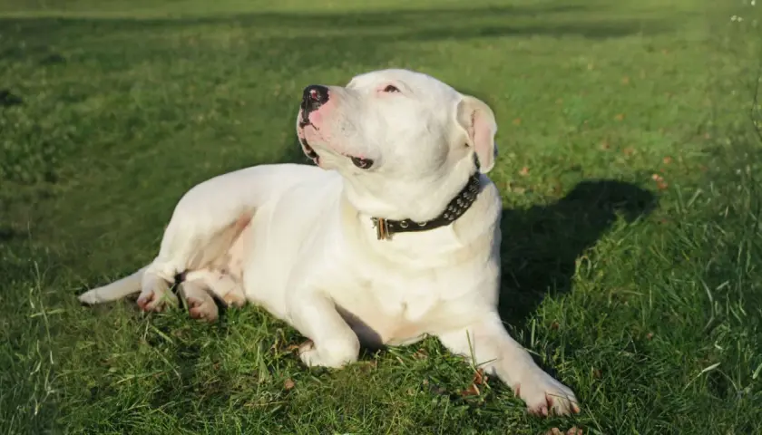 Un adorable dogo argentino bebe, con su collar tachonado, descansa plácidamente sobre la hierba verde, disfrutando del sol.