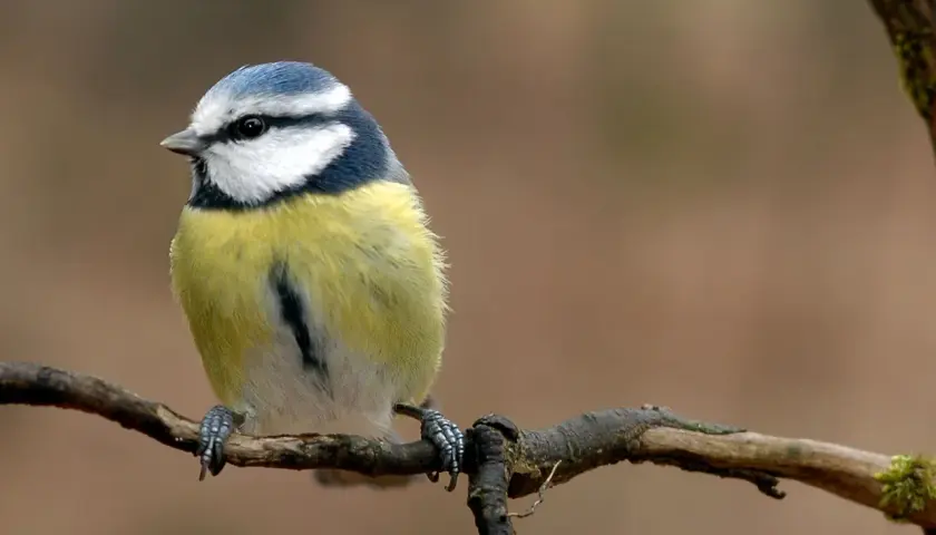Blaukehlchen, eine der vielen Vogelarten Deutschlands, sitzt auf einem Ast.
