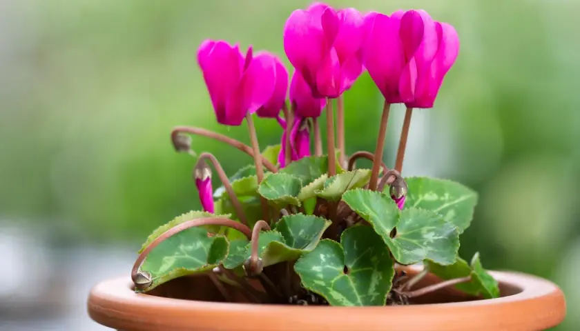 En kruka med en vacker cyklamen blomma i stark rosa färg. Bladen är gröna med silvermönster.