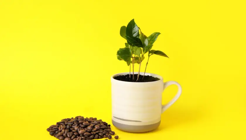 Piantine di caffè in una tazza, accanto a chicchi tostati. Simboleggia la produzione del caffè, dall'origine alla tazza.