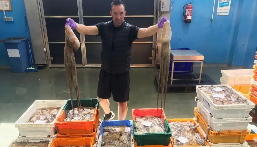 Hombre muestra dos pulpos grandes, celebrando la temporada pulpo. Cajas llenas de pulpos y calamares esperan en el muelle.
