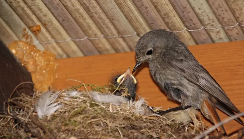 Ein Hausrotschwanz-Nest mit einem Jungvogel, der von einem Elternteil gefüttert wird.
