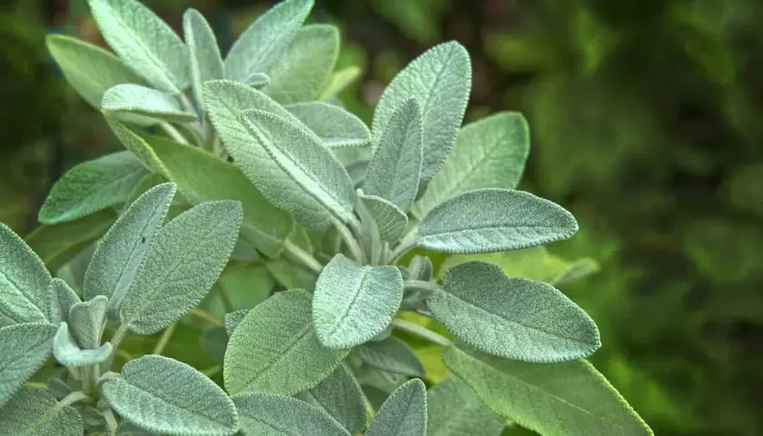 En närbild av en salviaplanta med sina karaktäristiska, sammetslena blad. Perfekt för dig som vill odla salvia i din trädgård.