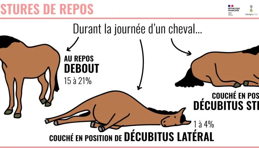 Un cheval peut-il vivre seul ? L'image montre un cheval au repos debout, couché sur le sternum et couché sur le flanc, illustrant ses différentes postures de repos durant la journée.