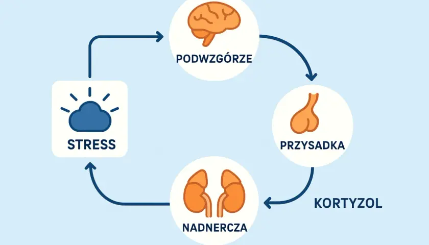 Schemat reakcji stresowej: stres, podwzgórze, przysadka, nadnercza i kortyzol.
