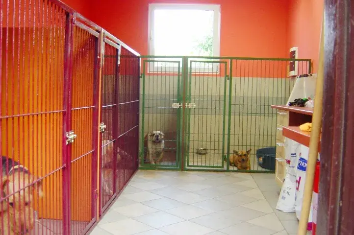 Jak założyć hotel dla psów: Kluczowe kroki i pułapki do uniknięcia
