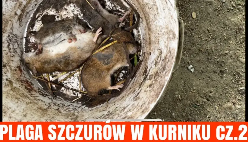 Gdzie wyrzucić trutkę na szczury - bezpieczna utylizacja krok po kroku