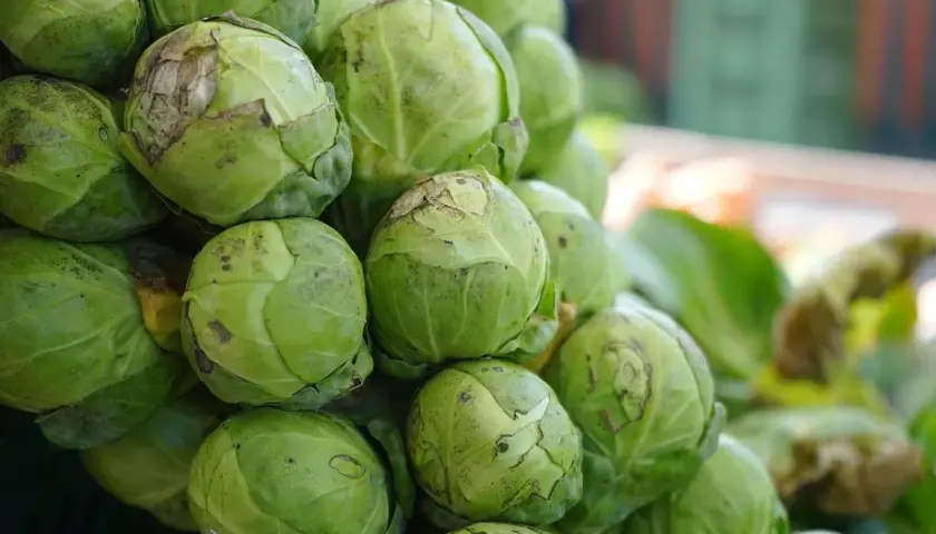 Un mucchio di freschi cavoletti di Bruxelles verdi, pronti per essere cucinati.