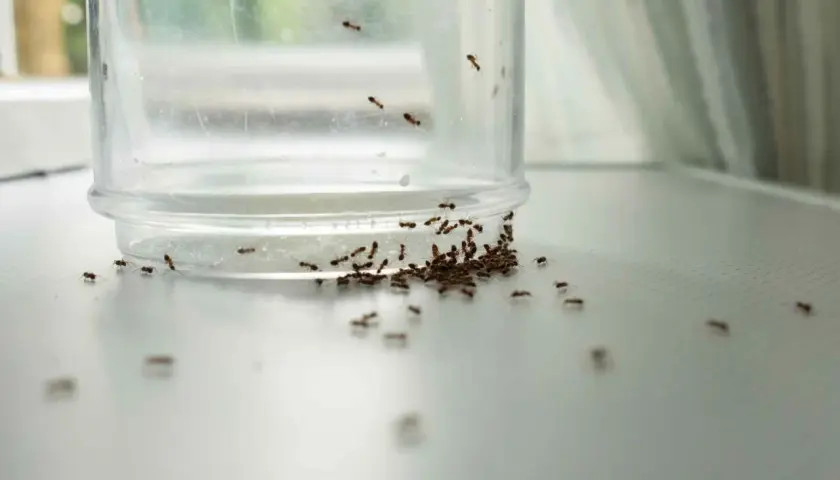 En klase myror samlas runt en genomskinlig behållare, en tydlig indikation på att det är dags att få bort myror.