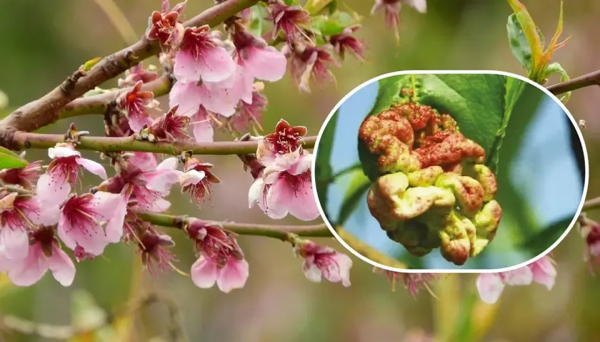 Fiori di pesco in primavera e un dettaglio di una foglia colpita dalla bolla del pesco, evidenziando la necessità di trattamenti invernali.