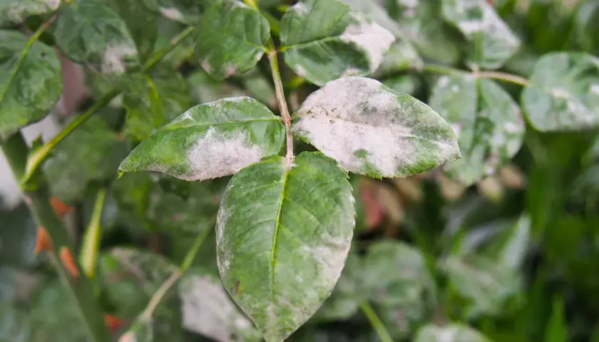 Feuilles de rosier atteintes par l'oidium, une poudre blanche recouvrant les feuilles vertes.