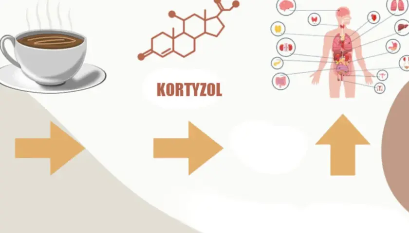 Kawa i jej wpływ na organizm. Czy kawa podnosi kortyzol? Schemat pokazuje związek między kawą, kortyzolem a układem hormonalnym człowieka.