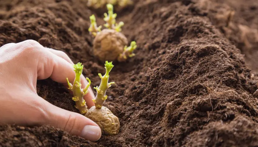 Mano che interra patate germogliate nel terreno. Scopri i trucchi per coltivare le patate e ottenere un ottimo raccolto.