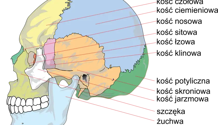 Kolorowa ilustracja przedstawia czaszkę człowieka z zaznaczonymi kośćmi: czołową, ciemieniową, nosową, sitową, łzową, klinową, potyliczną, skroniową, jarzmową, szczęką i żuchwą.