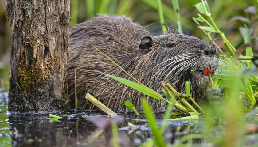 Ein Nutria-Tier mit seinen charakteristischen orangefarbenen Schneidezähnen frisst im Schilf.
