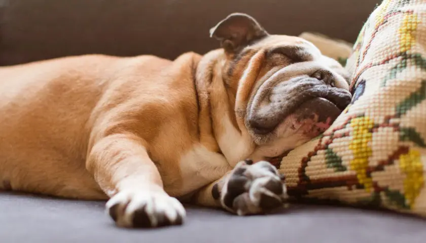 A sleeping bulldog dreams, its paws twitching. Do dogs have nightmares? This one seems peaceful, nestled on a patterned pillow.