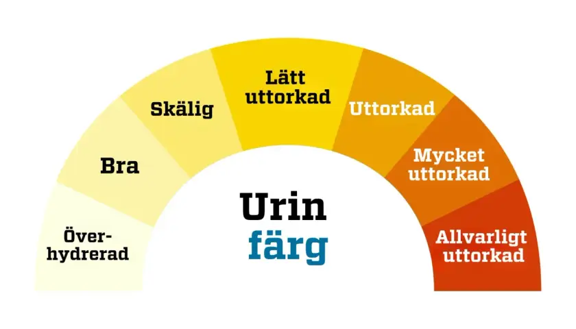 Färgkarta för urin. Indikerar vätskenivå från överhydrerad till allvarligt uttorkad. Urin luktar illa klimakteriet kan vara ett tecken på uttorkning.