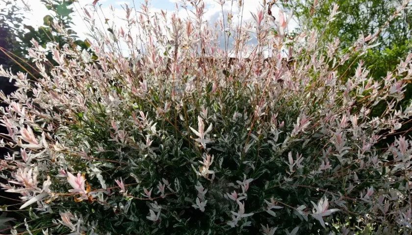 Un arbuste de saule crevette sur tige, aux feuilles panachées de blanc et de rose pâle, se dresse sous un ciel bleu nuageux.