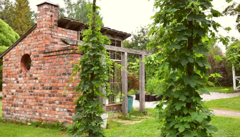 En vacker tegelbyggnad med en rund fönsteröppning, omgiven av frodig grönska där det är lätt att odla humle.
