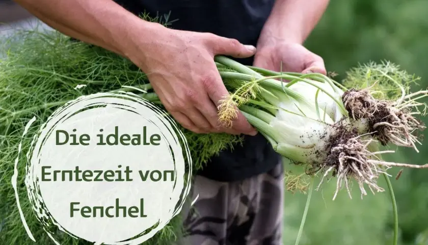 Hände halten frisch geernteten Fenchel mit Wurzeln. Die ideale Erntezeit von Fenchel ist jetzt.