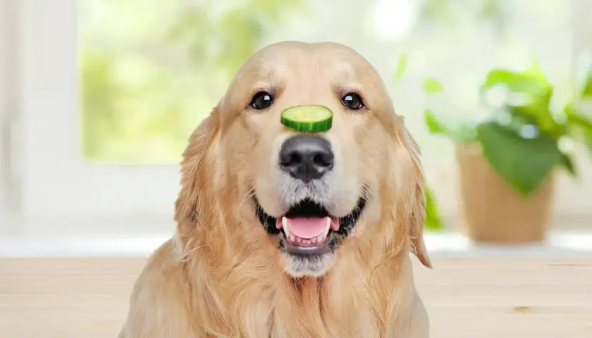 Ein goldener Retriever-Hund mit einer Gurkenscheibe auf der Nase.