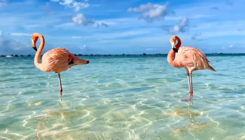 Zwei Flamingos im kristallklaren Wasser vor Aruba. Perfekt für die **Aruba beste Reisezeit**!