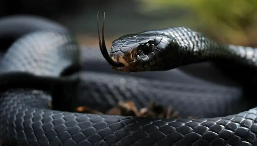 Serpiente negra con la lengua bífida fuera, como si soñar con serpientes que no te hacen nada fuera posible.