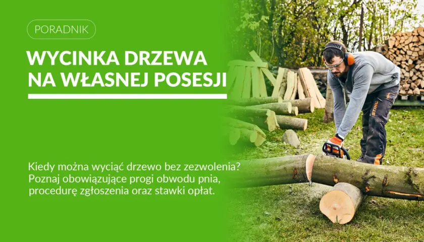 Mężczyzna w okularach i słuchawkach ochronnych ścina piłą drzewo. Dowiedz się, do kiedy można ścinać drzewa na własnej posesji.