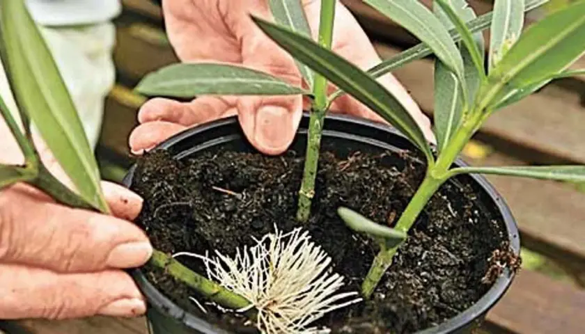 Hände zeigen, wie man Oleander vermehrt. Ein Steckling mit Wurzeln wird in Erde gesetzt.