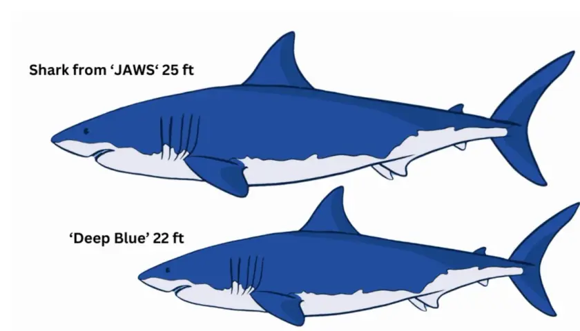 Comparación del tiburón blanco tamaño: el de JAWS (25 pies) es más grande que Deep Blue (22 pies).