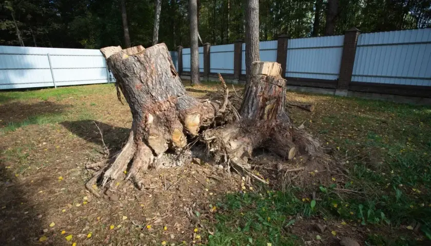 Pnie po ściętym drzewie. Zastanawiasz się, jak uniknąć kary za wycięcie drzewa bez zezwolenia?