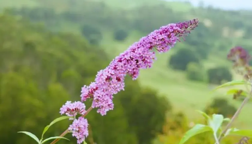 Lila Blütenrispen des Sommerflieder, einer invasiven Pflanze, vor sanften grünen Hügeln.