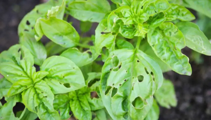Foglie di basilico bucate, con piccoli fori che sembrano disegnati da insetti golosi.