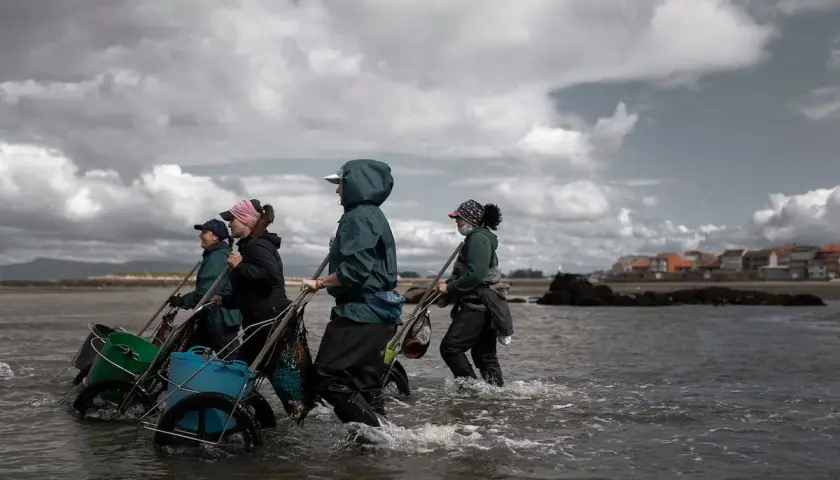 Mariscadoras gallegas, con sus carritos, caminan por el agua en busca de marisco.