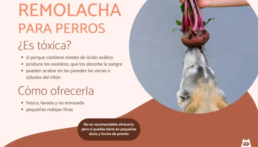 Un perro curioso intenta morder una remolacha fresca. Los perros pueden comer remolacha, pero con moderación.