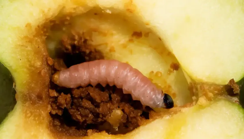 Ein rosafarbener Apfelwickler frisst sich durch einen Apfel. Diese Bilder zeigen das Innere eines Apfels mit einem Schädling.